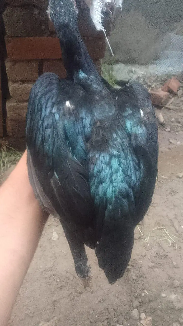 aseel lasani Madi for sale — photo 6