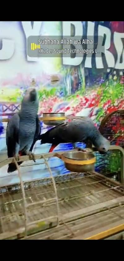 African gery parrots