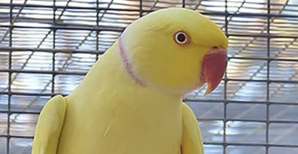 Yellow ringneck male high quality