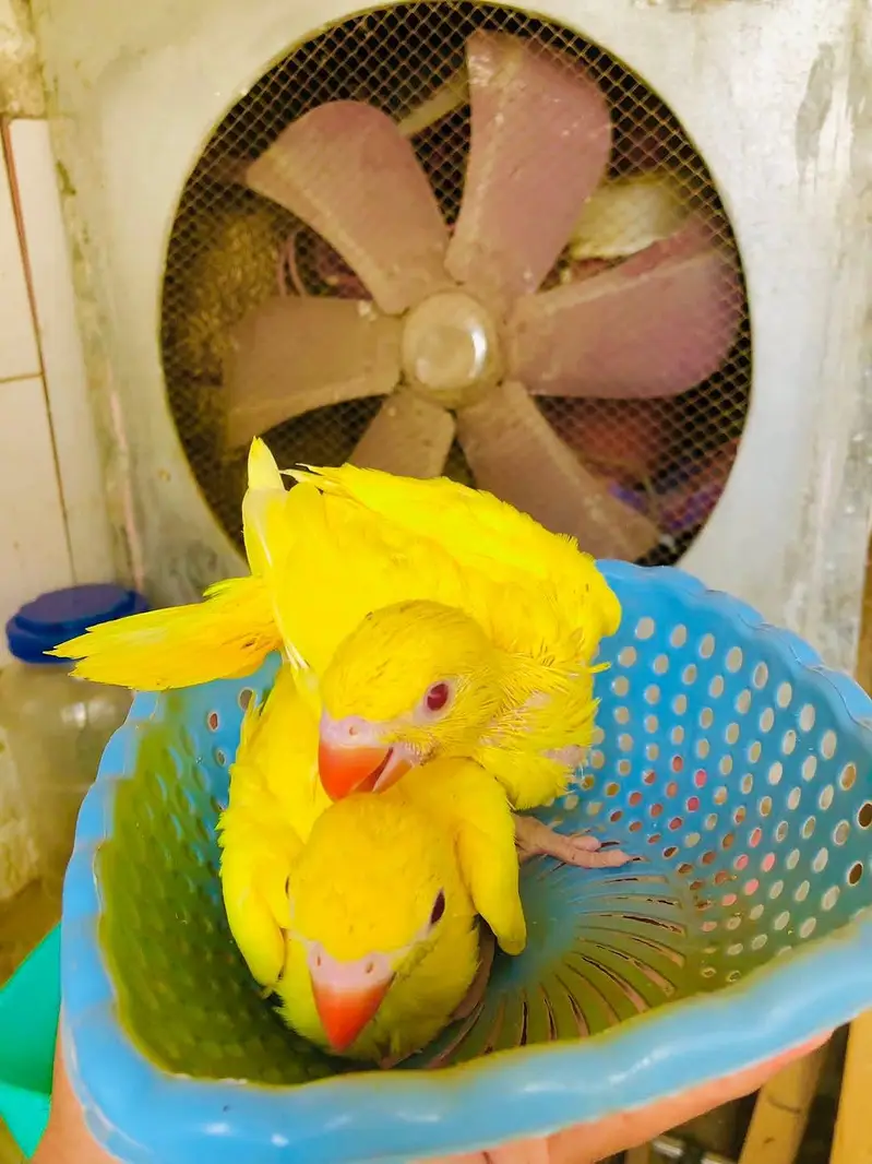 yellow parrot chicks — photo 2