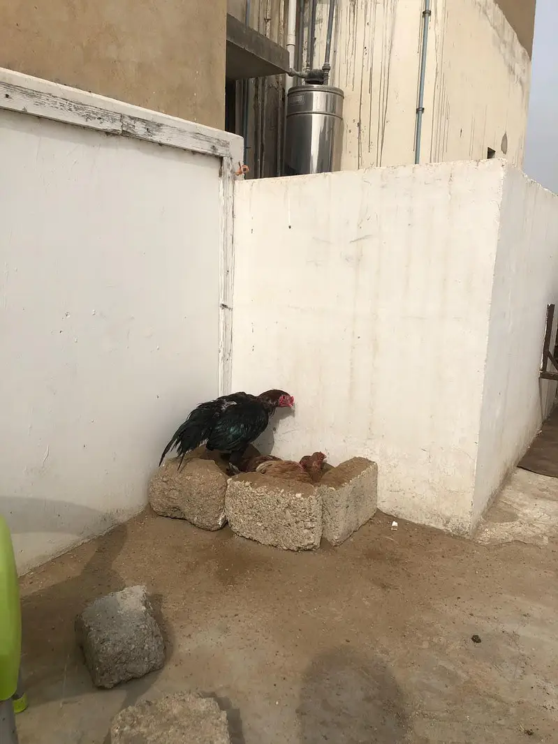 urgent sell — photo 2