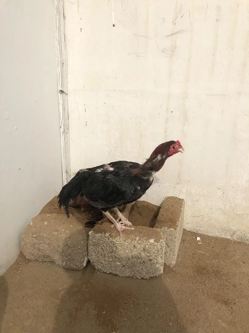 urgent sell — photo 3