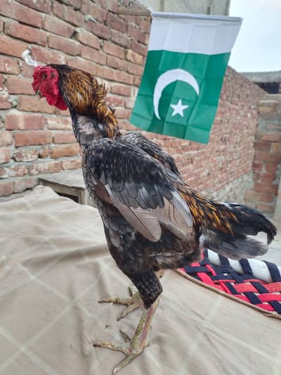 quality Bird zero size ko shamu original breed male available.