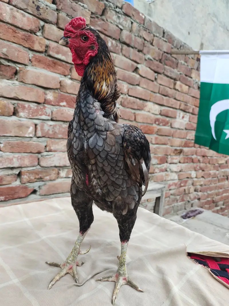quality Bird zero size ko shamu original breed male available. — photo 3