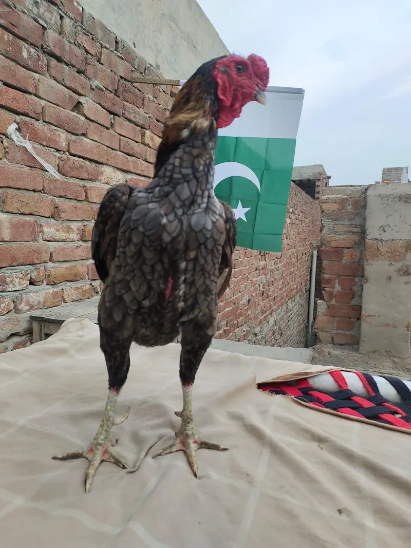 quality Bird zero size ko shamu original breed male available. — photo 4