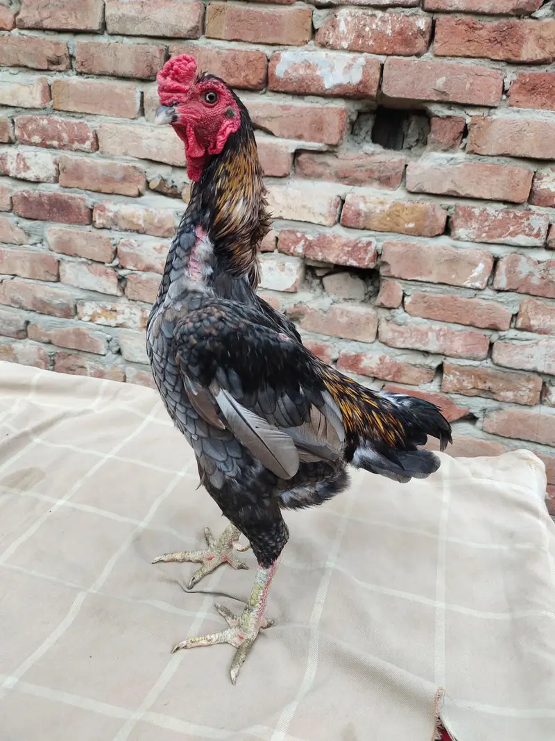quality Bird zero size ko shamu original breed male available. — photo 6