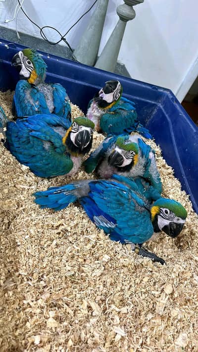 belu macaw parrot chicks for sale 03215248765