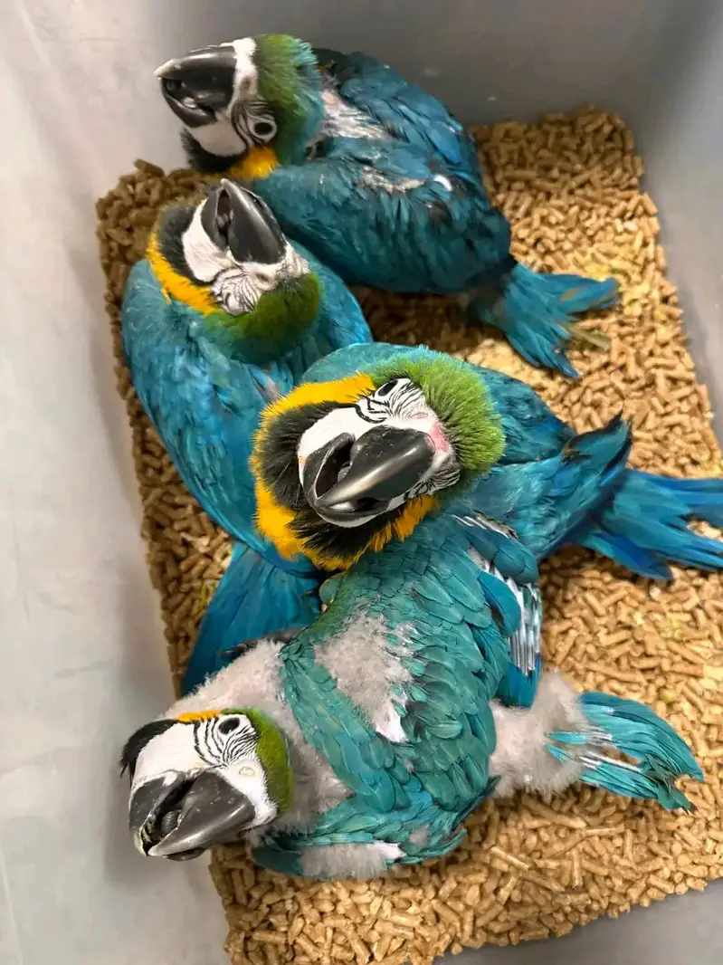 belu macaw parrot chicks for sale 03215248765 — photo 2