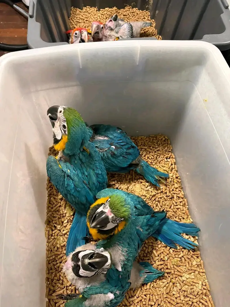 belu macaw parrot chicks for sale 03215248765 — photo 3
