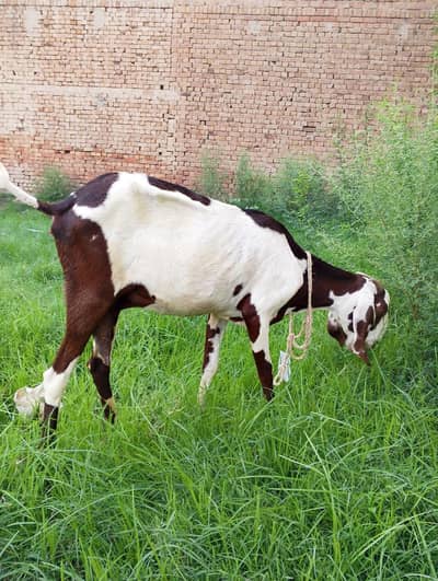 doodh wali bakri 1 kg milk aik din ka