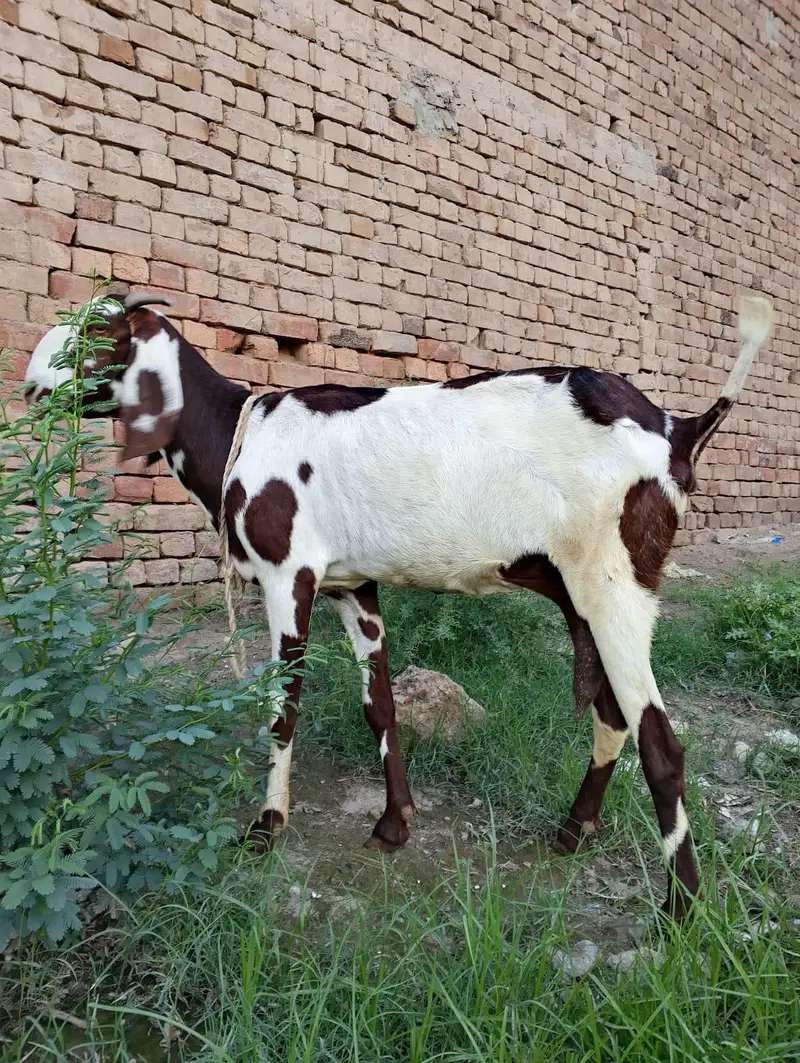 doodh wali bakri 1 kg milk aik din ka — photo 2