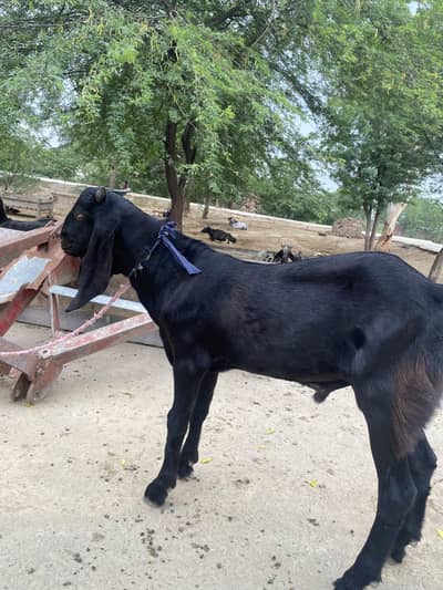 Bakra