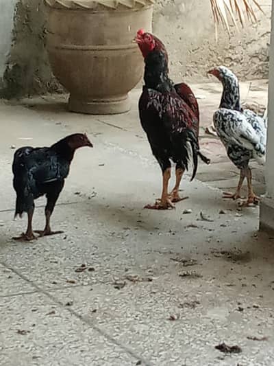 aseel roaster and 2 hens
