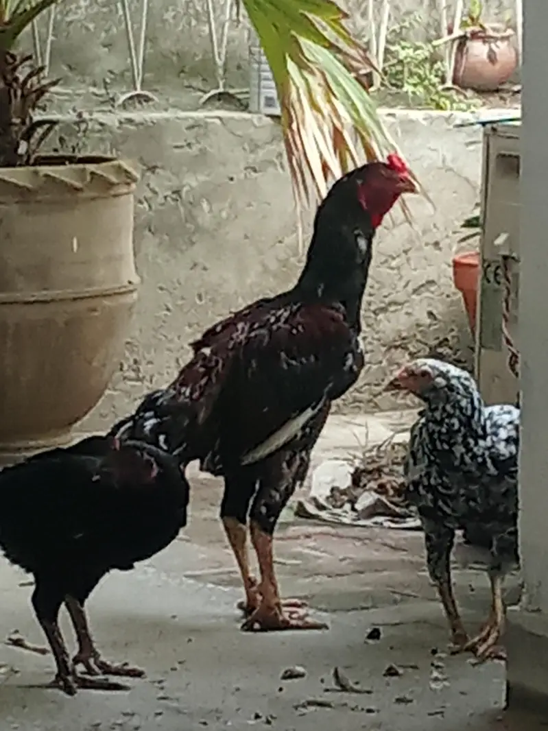 aseel roaster and 2 hens — photo 2