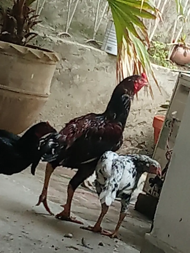 aseel roaster and 2 hens — photo 3