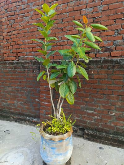 Banyan Tree (برگد)