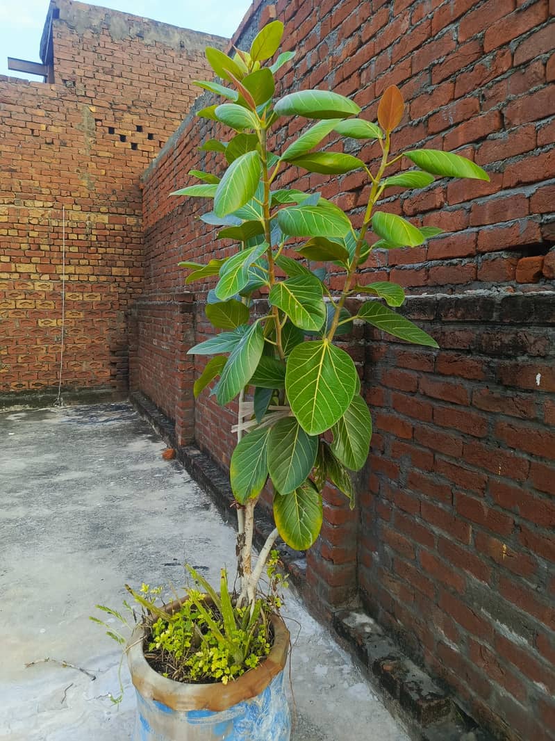 Banyan Tree (برگد) 1