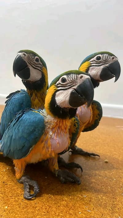 belu macaw parrot chicks for sale 03215248765