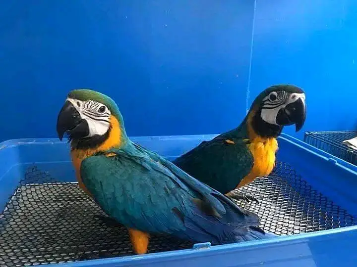 belu macaw parrot chicks for sale 03215248765 — photo 2