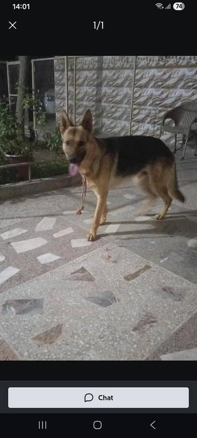 dog for cell Rs 50,000