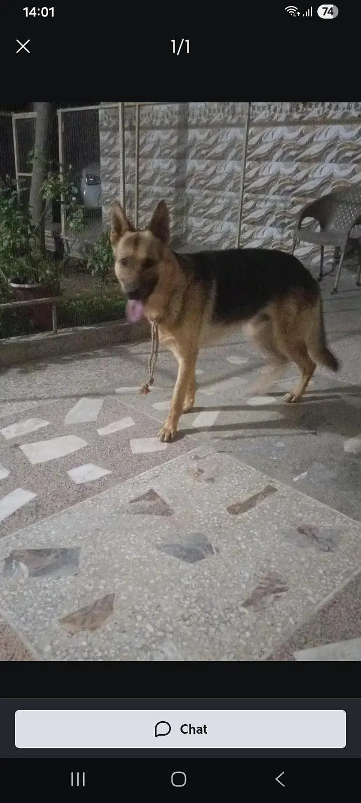 dog for cell Rs 50,000