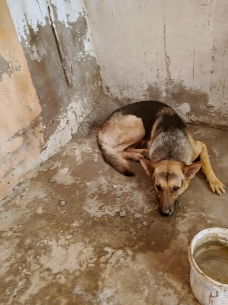 dog for cell Rs 50,000 — photo 2