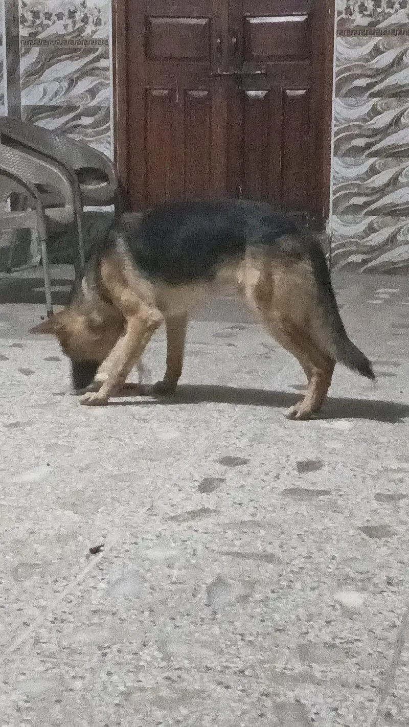 dog for cell Rs 50,000 — photo 4