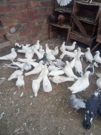kabotar       03054000665