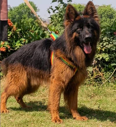 German Shepherd Male Dog