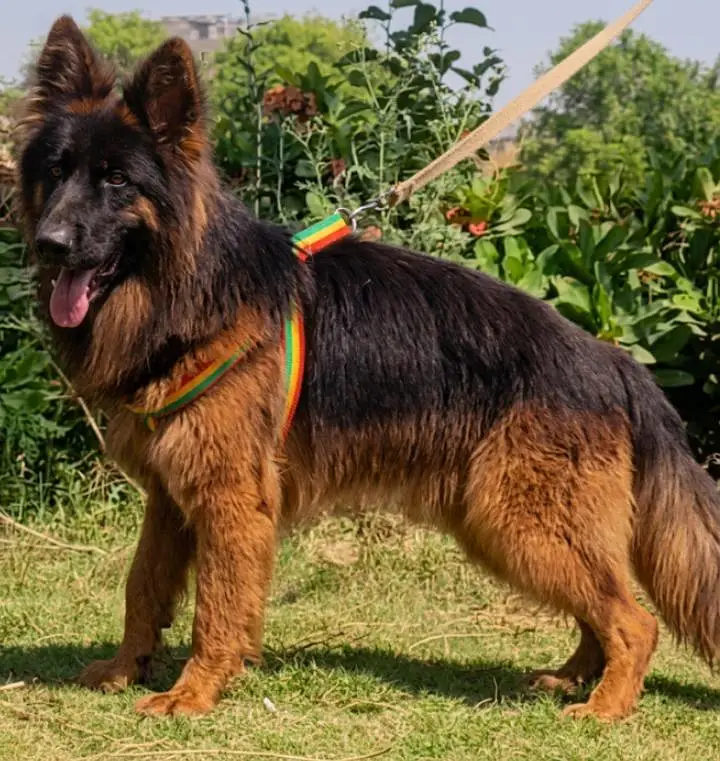 German Shepherd Male Dog — photo 2