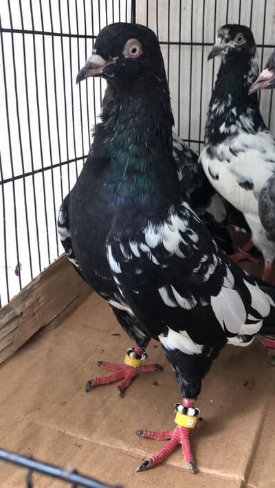 rampuri kasuri kamagar dabwale for sale