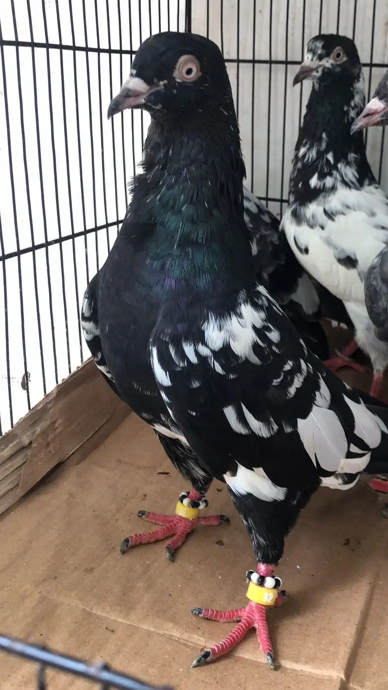 rampuri kasuri kamagar dabwale for sale