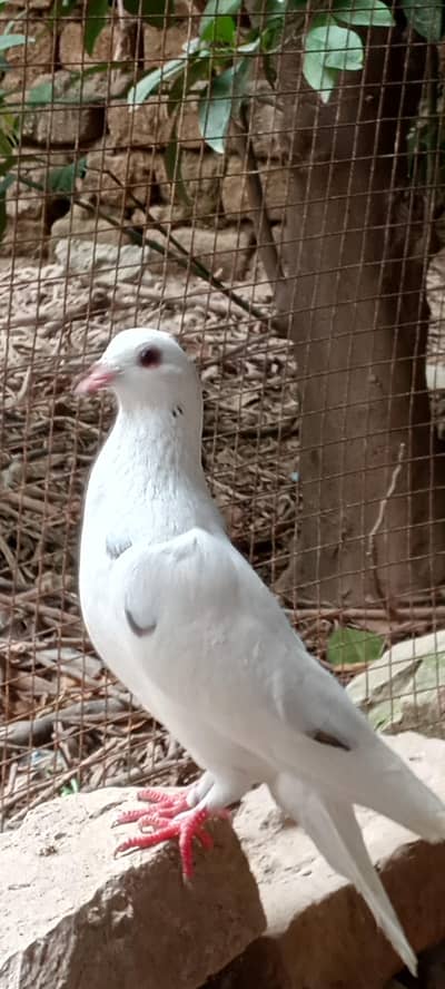 Female pigeon for sale