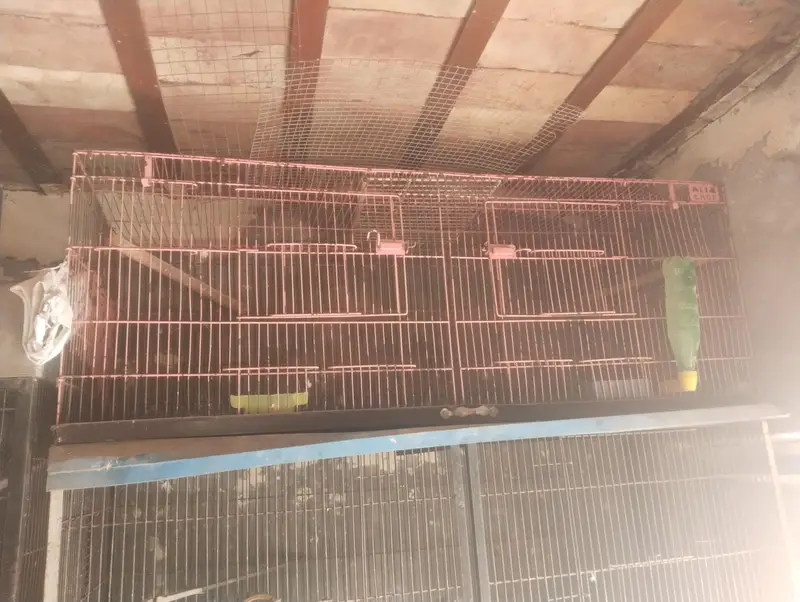 cages — photo 5