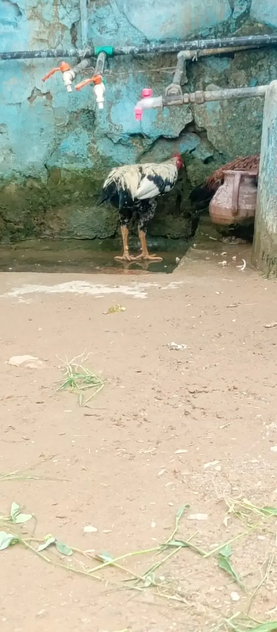 Aseel jawa — photo 2