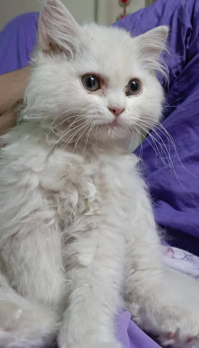 pair of persian cats