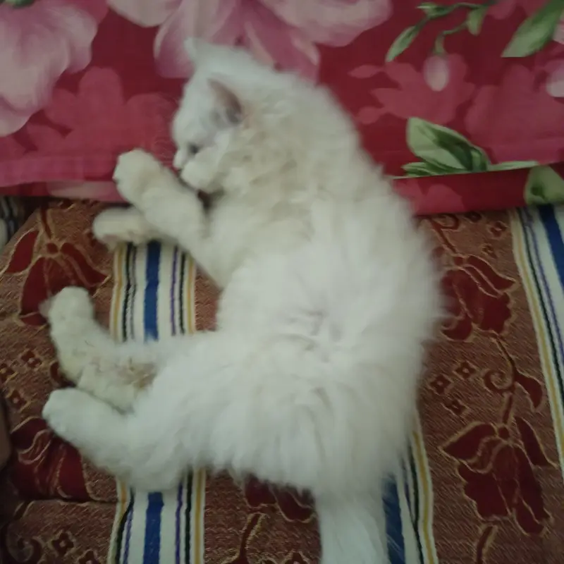 pair of persian cats — photo 2