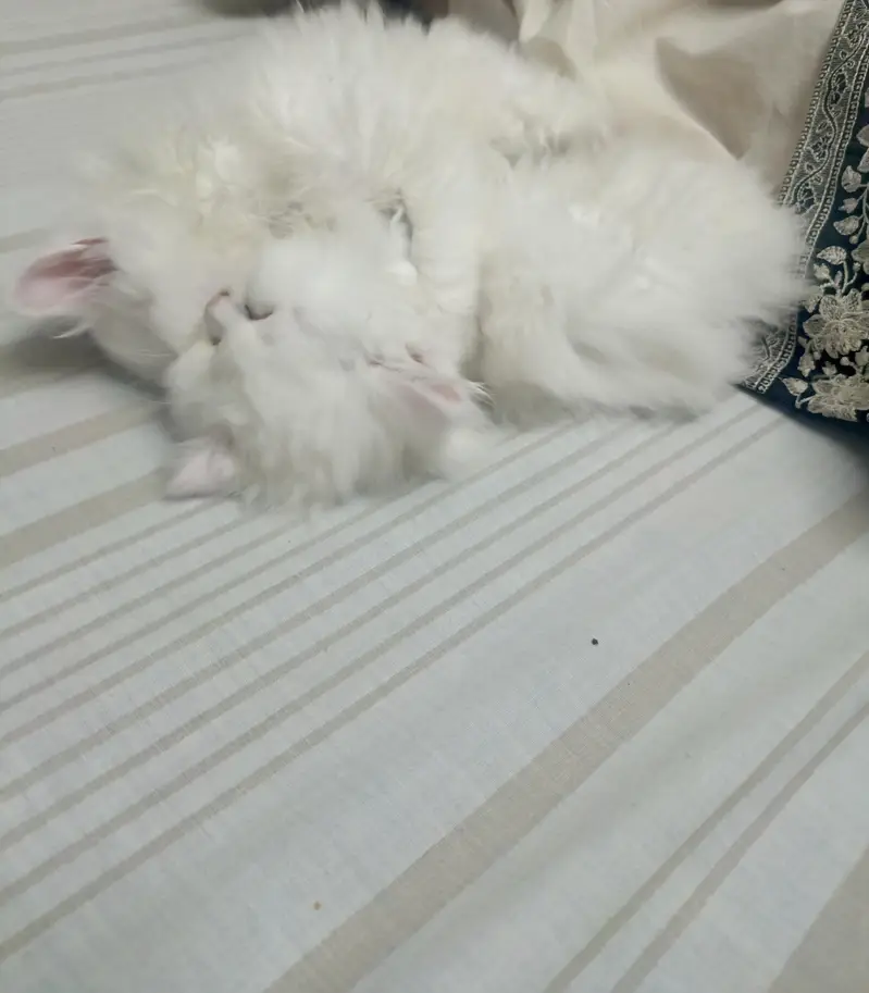 pair of persian cats — photo 3
