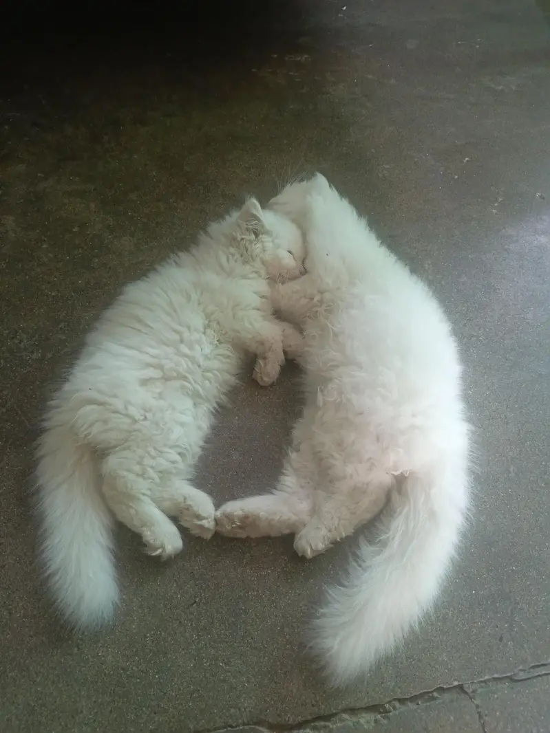 pair of persian cats — photo 4