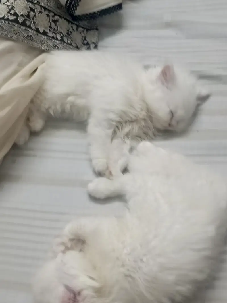 pair of persian cats — photo 5