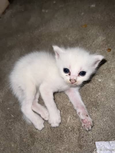 Five punches.    More than five kittens.