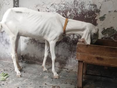 Rajanpori Goat