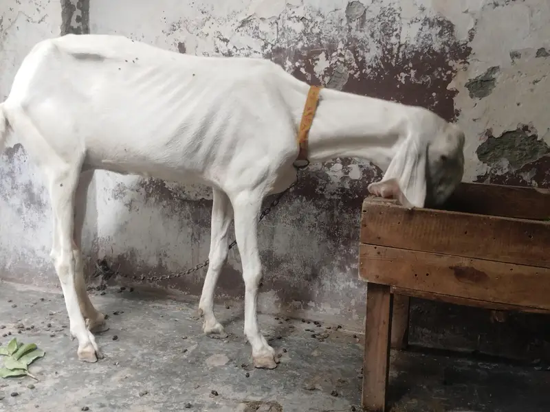 Rajanpori Goat