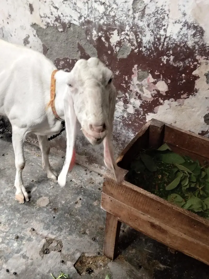 Rajanpori Goat — photo 2