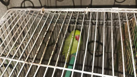 ringneck Indian breeder female one year age