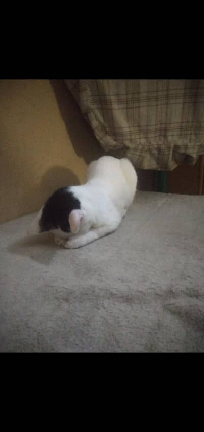 full tran cat persion 5 months single core