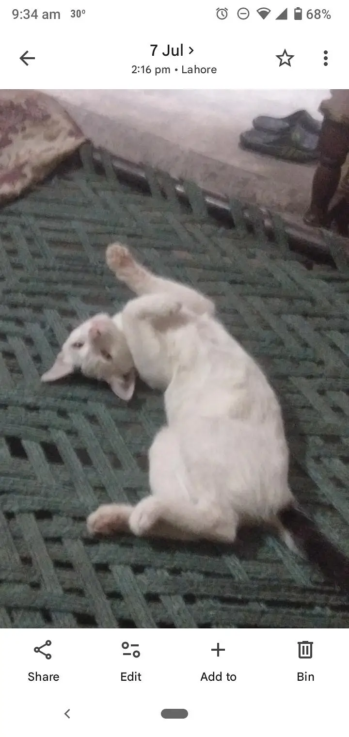 full tran cat persion 5 months single core — photo 2