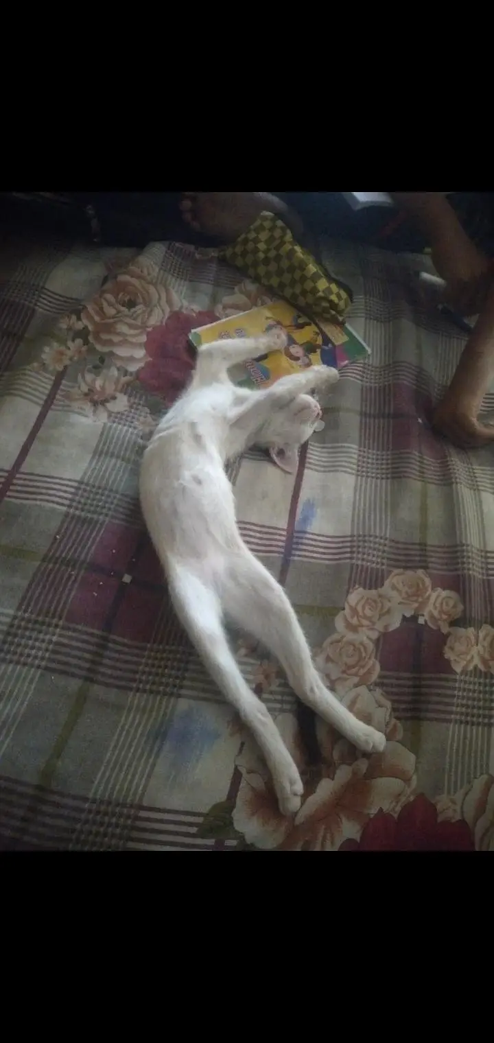 full tran cat persion 5 months single core — photo 3
