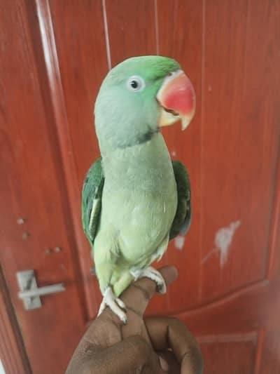 Hand tamed Raw parrot