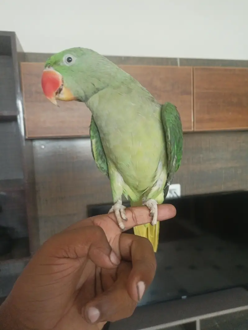 Hand tamed Raw parrot — photo 2